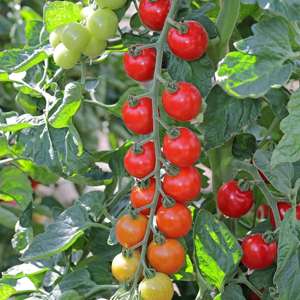 dt-brown VEGETABLE PLANTS 3 x 9cm Potted Plants (LATE) Tomato Toddler F1 (Standard) Veg Plants