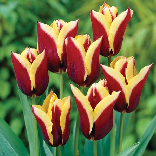 dt-brown FLOWER BULBS Tulip Gavota Flower Bulbs