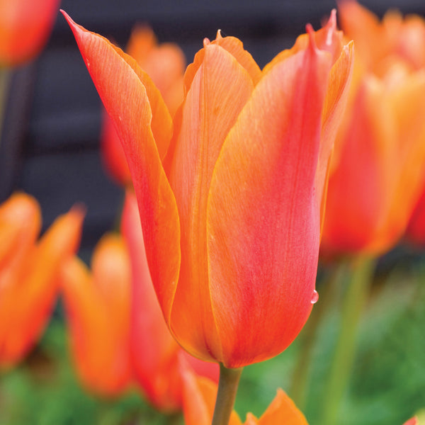 Close-up of a vibrant orange tulip with blurred background