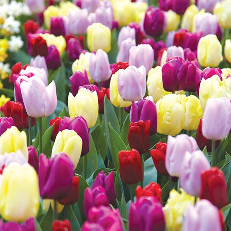 dt-brown FLOWER BULBS Tulip Prince Flower Bulb Mix