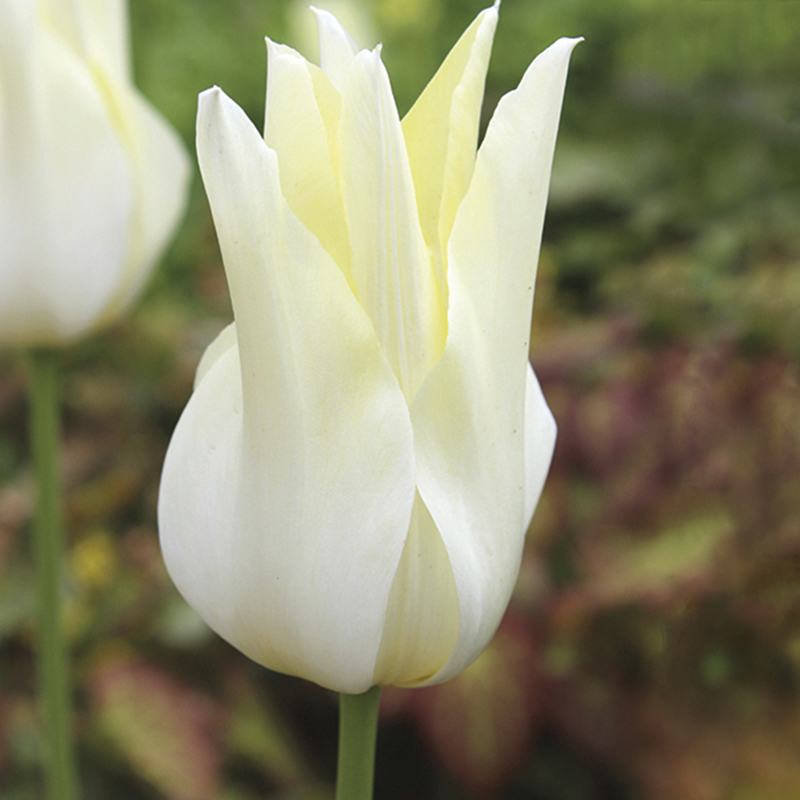 dt-brown FLOWER BULBS Tulip White Triumphator Flower Bulbs