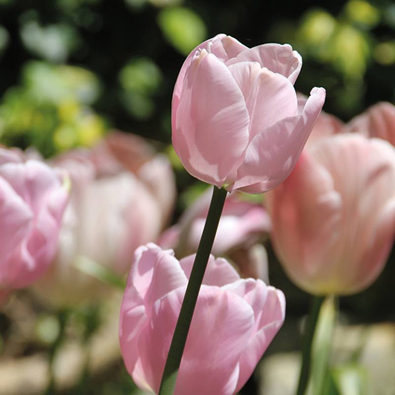 dt-brown FLOWER BULBS Tulip Pink Diamond Flower Bulbs