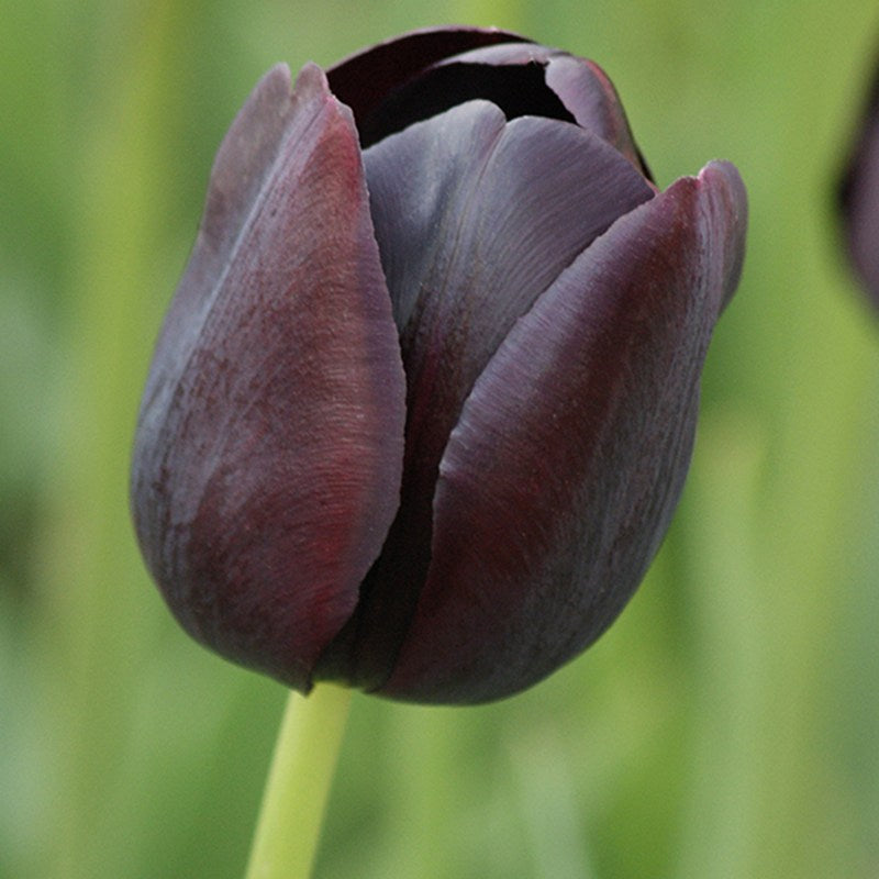 Close-up of a purple tulip bud with a blurred green background
