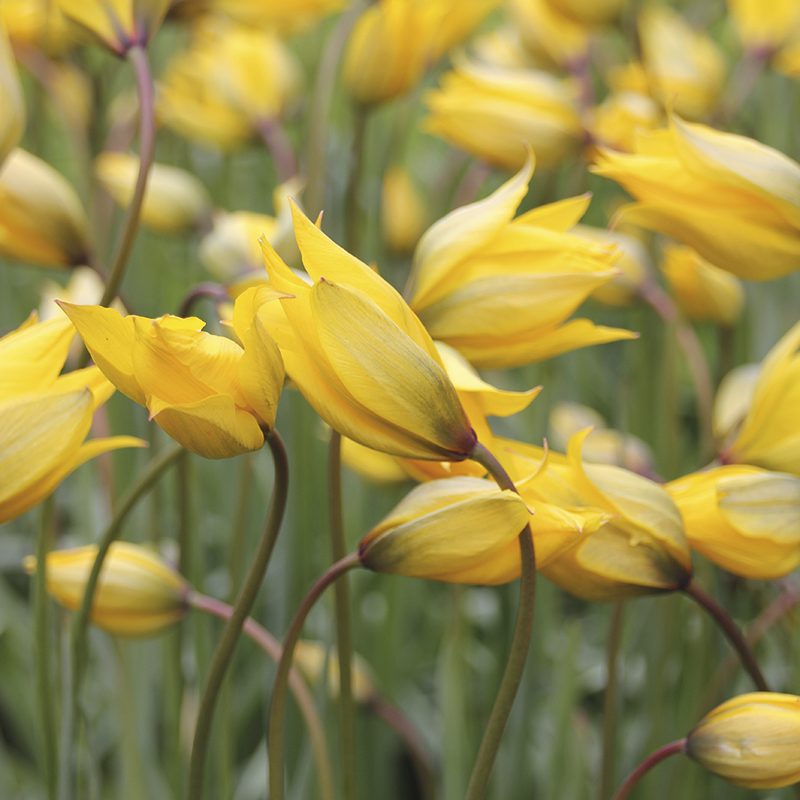 Close-up of yellow tulips with a blurred green background