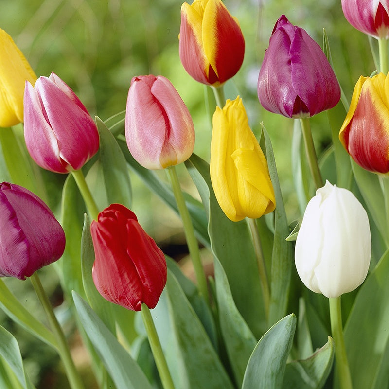 Colorful tulips in a garden setting with a blurred green background
