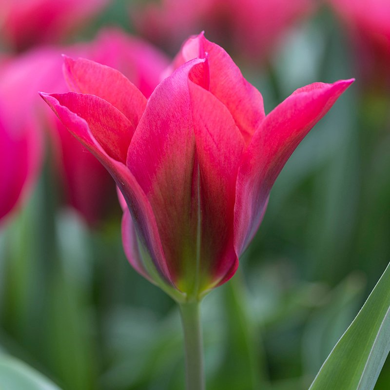 Close-up of a pink tulip with a blurred background