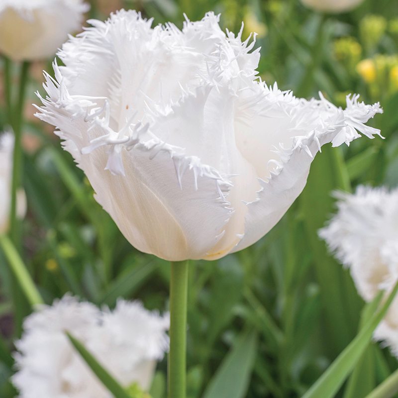 Close-up of a white fringed tulip with green foliage in the background