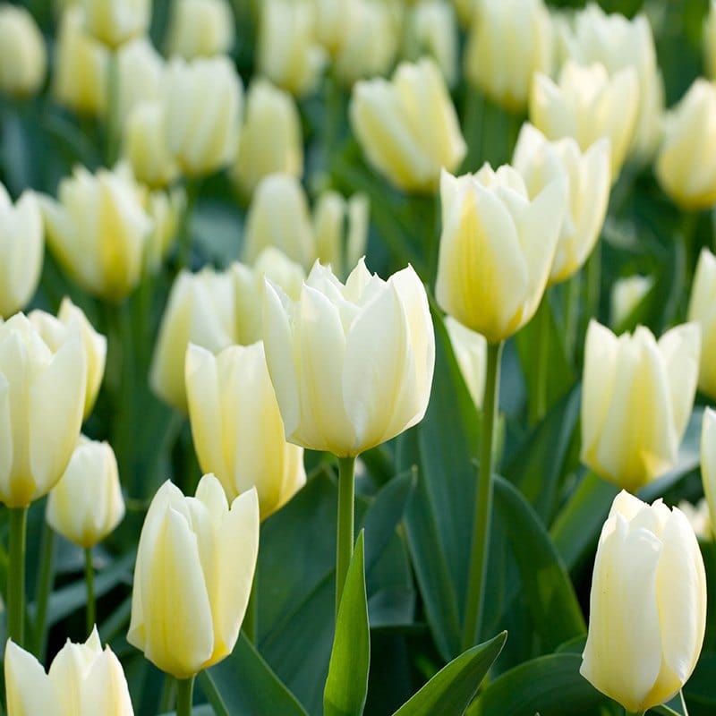 dt-brown FLOWER BULBS Tulip Purissima Flower Bulbs