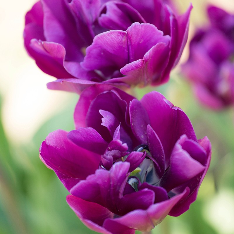 Close-up of vibrant purple tulips with a blurred green background