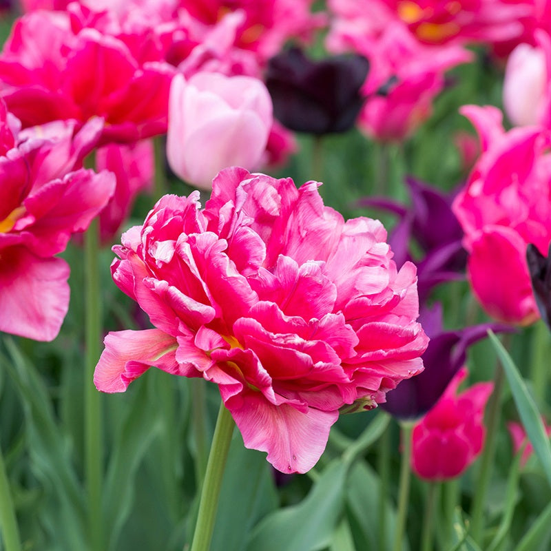 Close-up of a pink tulip with blurred tulips in the background