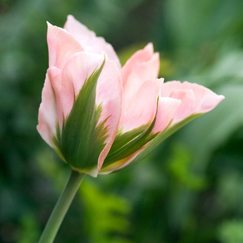 Pink flower bud with green leaves against a blurred green background