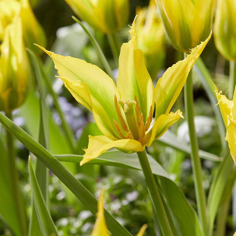 Close-up of a yellow tulip with green leaves in a garden setting