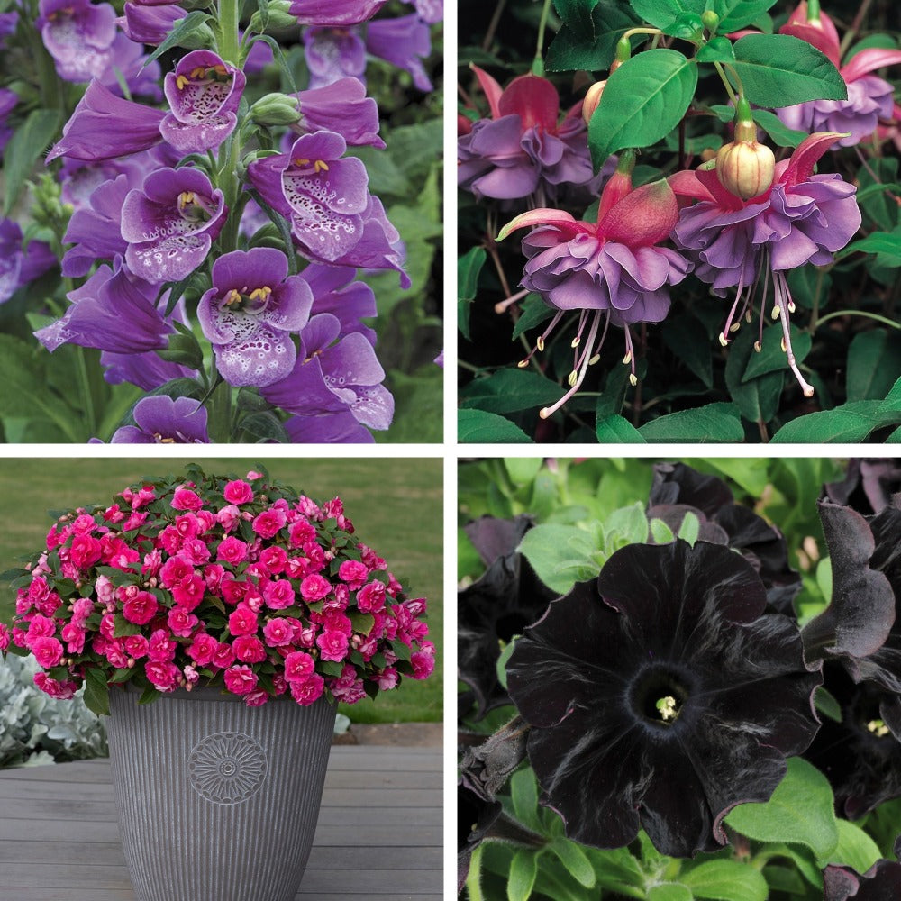 The English Pollinator Garden Collection
