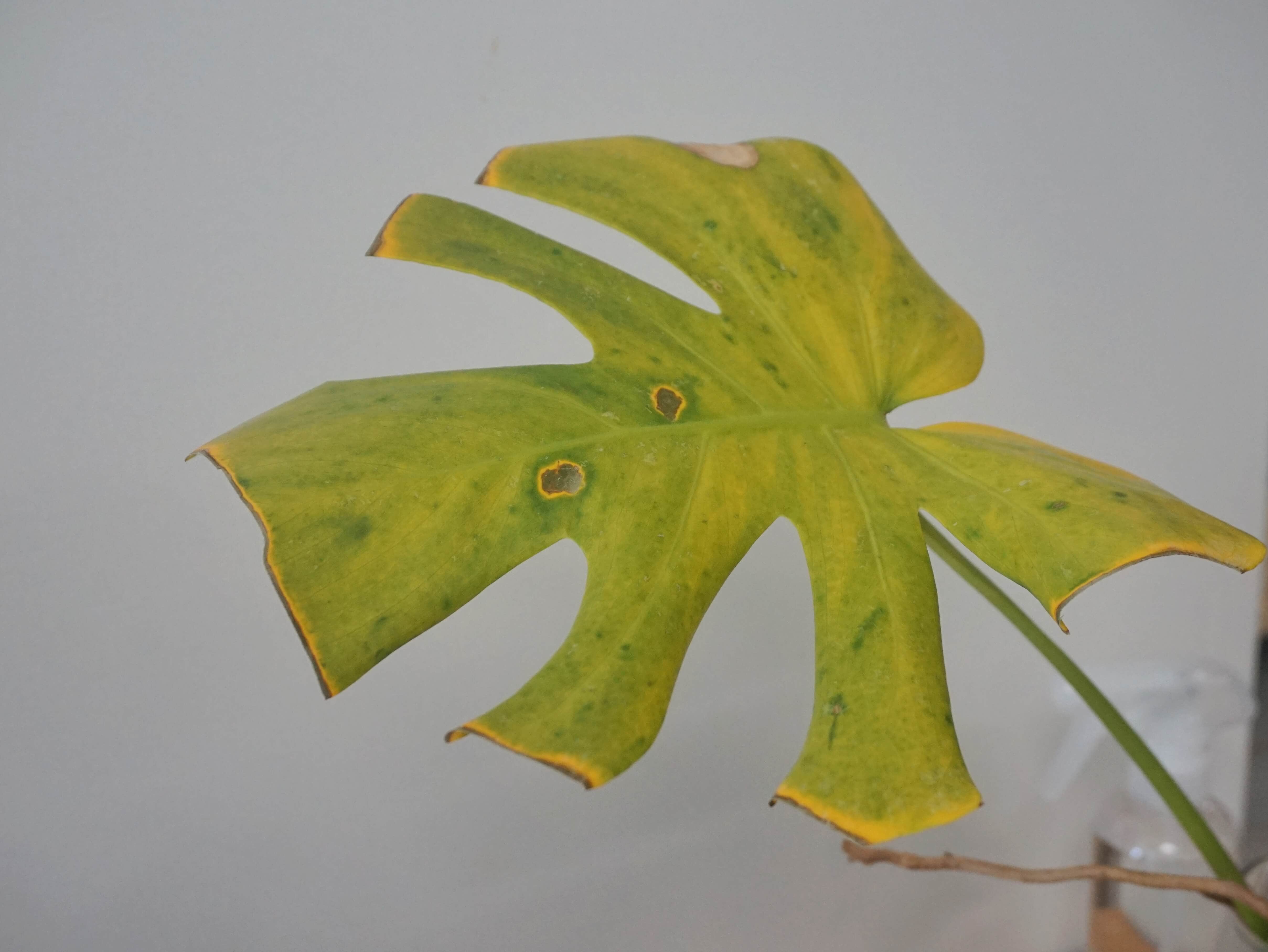 dt-brown HARDWARE Thrip Nematodes 60sqm