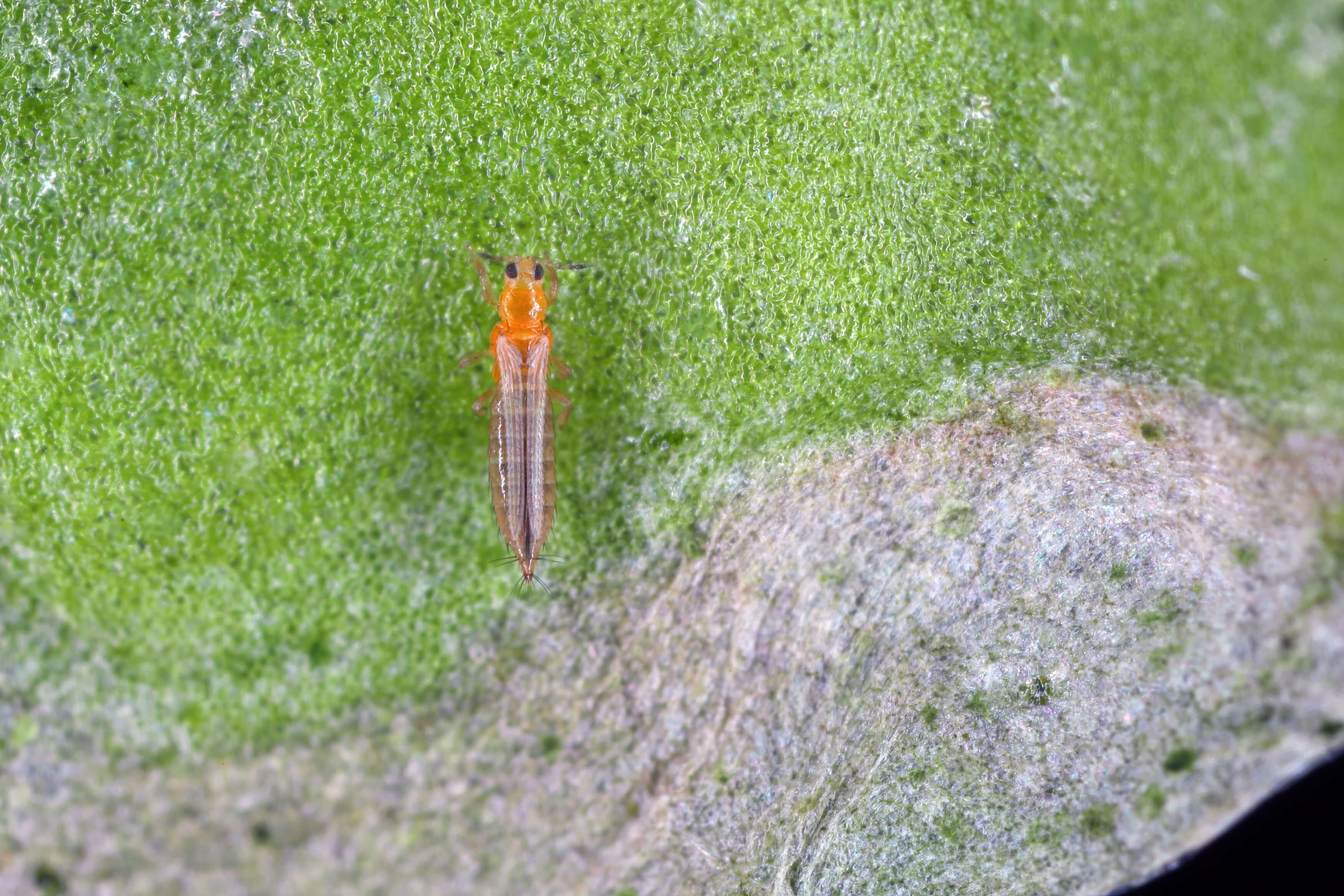 dt-brown HARDWARE Thrip Nematodes 60sqm