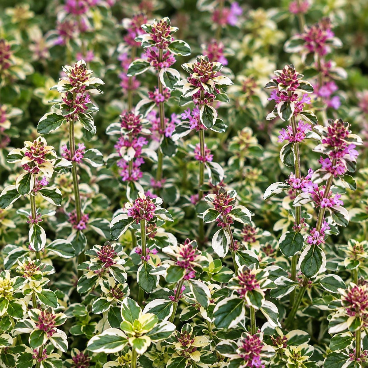 Thyme Foxley Herb Potted Plants