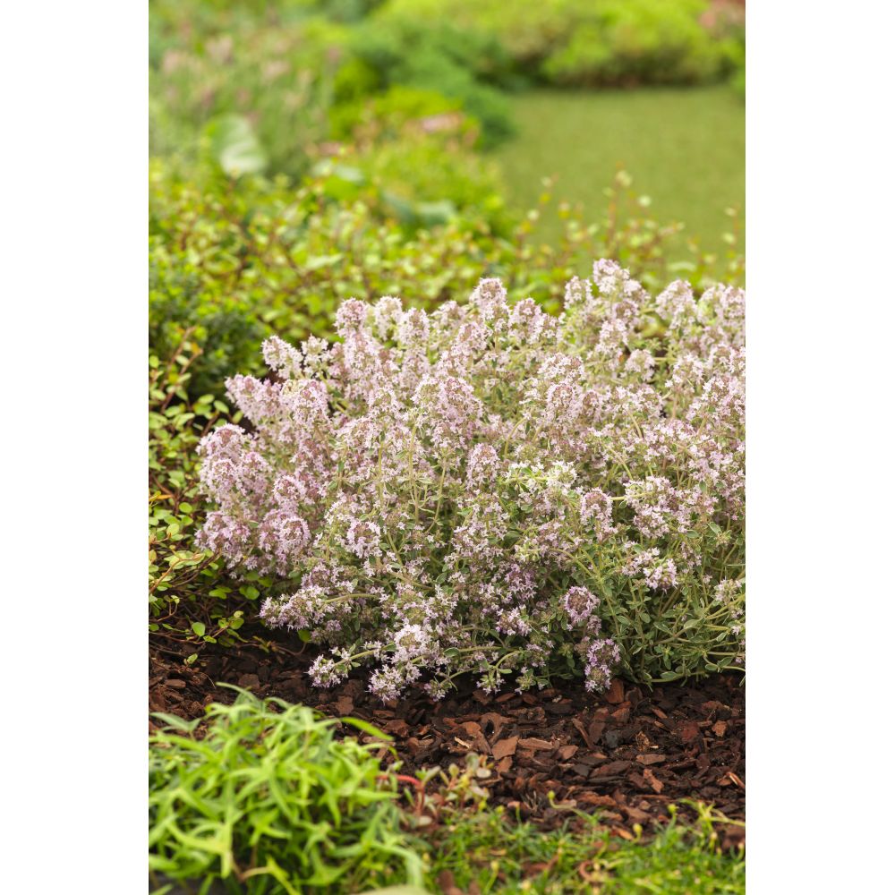Thyme Silver Posie Herb Potted Plants