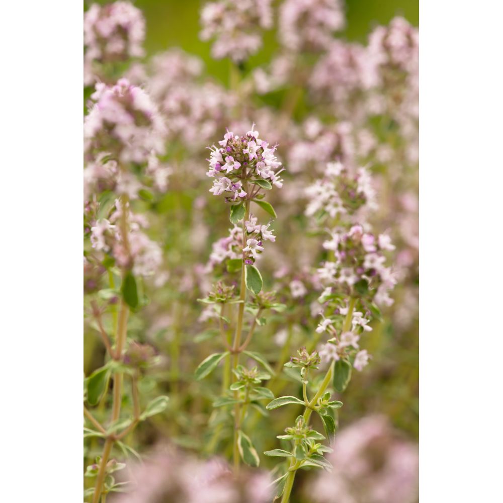 Thyme Silver Posie Herb Potted Plants