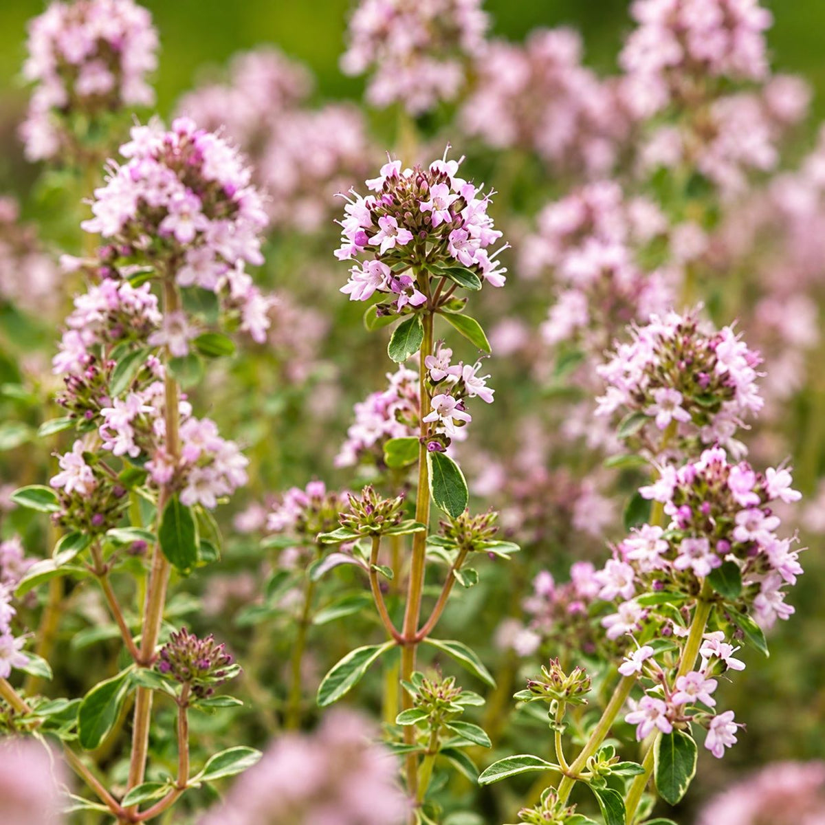 Thyme Silver Posie Herb Potted Plants