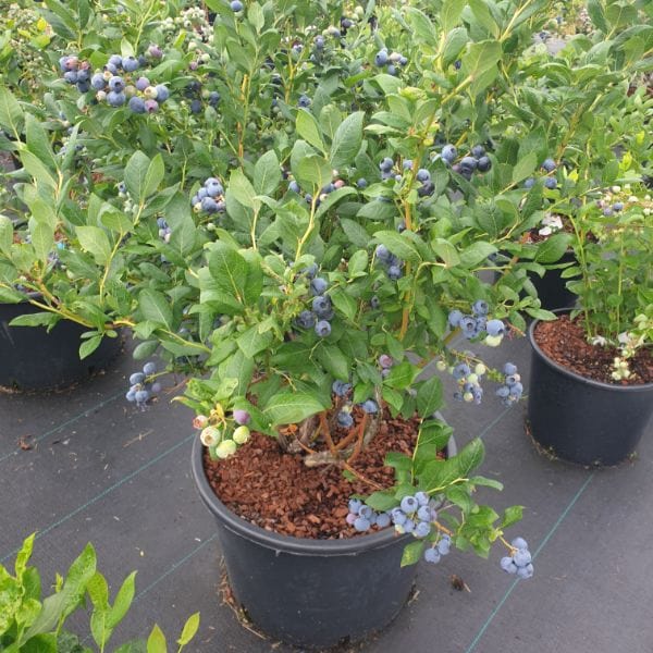 dt-brown FRUIT Titanium Blueberry 2ltr Potted Plant