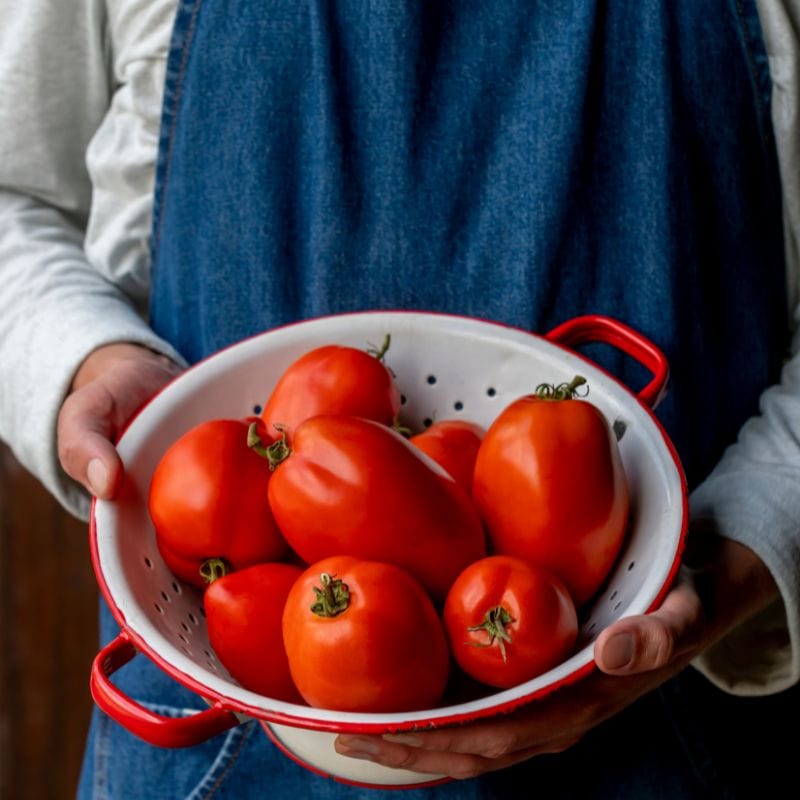 dt-brown Tomato Big Mama F1 (Large Plum) Veg Plants