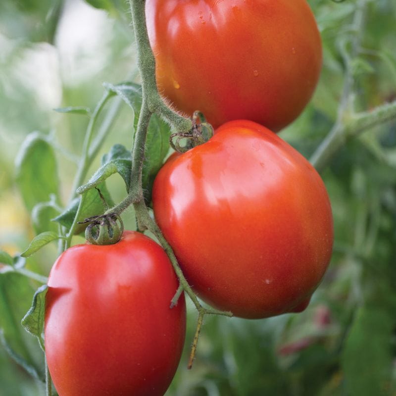 dt-brown Tomato Big Mama F1 (Large Plum) Veg Plants