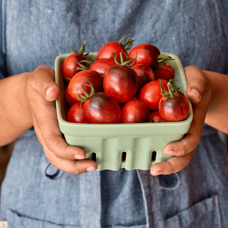 dt-brown Tomato Black Moon F1 (Standard) Veg Plants