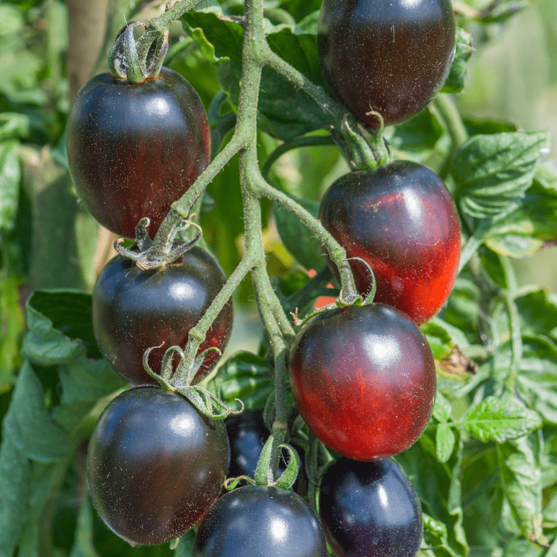 dt-brown Tomato Black Moon F1 (Standard) Veg Plants