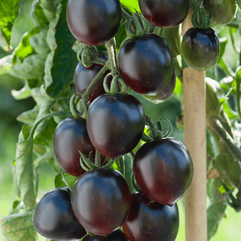 dt-brown Tomato Black Moon F1 (Standard) Veg Plants