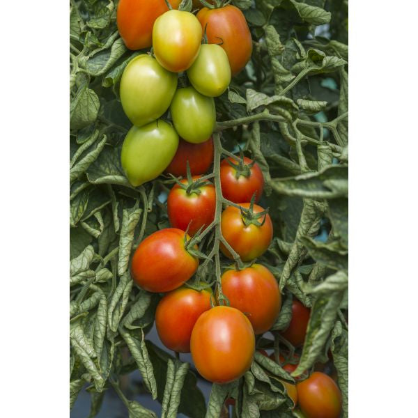 Tomato Plum Sahel F1 Seeds
