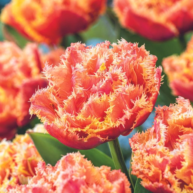 dt-brown FLOWER BULBS Tulip Brisbane Flower Bulbs