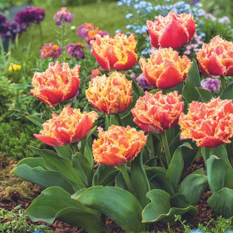 dt-brown FLOWER BULBS Tulip Brisbane Flower Bulbs