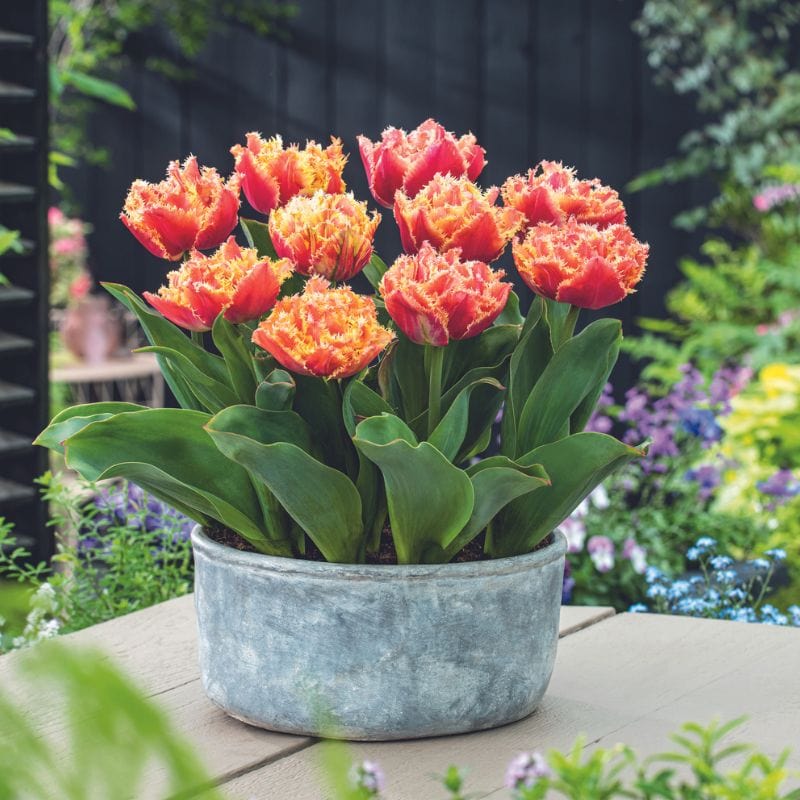 dt-brown FLOWER BULBS Tulip Brisbane Flower Bulbs