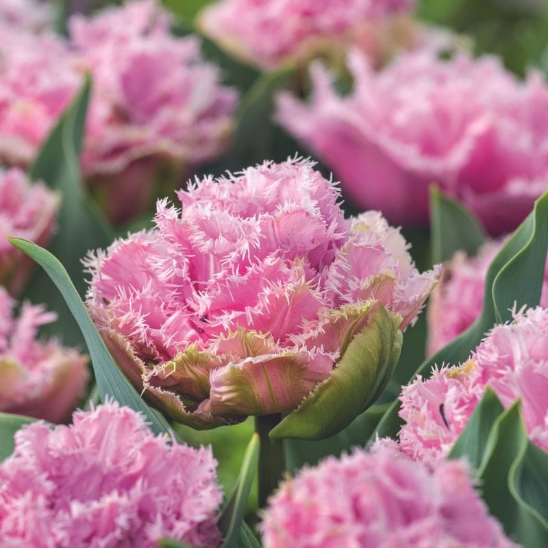 dt-brown FLOWER BULBS Tulip Cairns Flower Bulbs