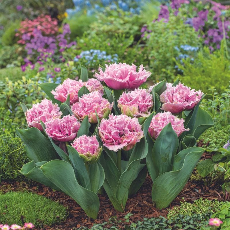 dt-brown FLOWER BULBS Tulip Cairns Flower Bulbs