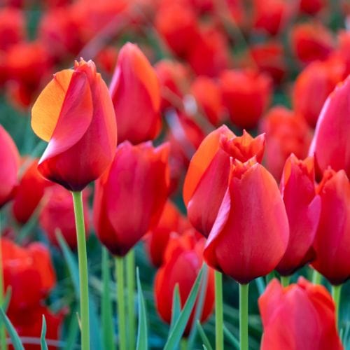 dt-brown FLOWER BULBS Tulip Red Purissima Flower Bulbs