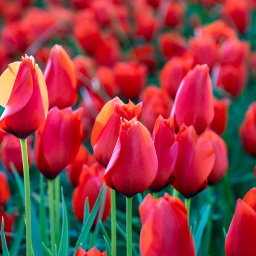 dt-brown FLOWER BULBS Tulip Red Purissima Flower Bulbs