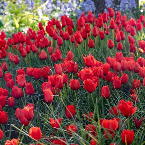 dt-brown FLOWER BULBS Tulip Red Purissima Flower Bulbs