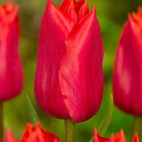 dt-brown FLOWER BULBS Tulip Red Purissima Flower Bulbs