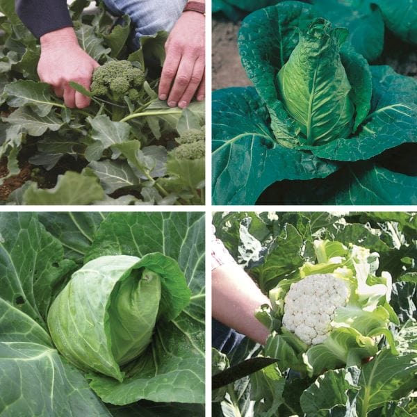 dt-brown VEGETABLE PLANTS Tunnel and Greenhouse Winter Plant Collection