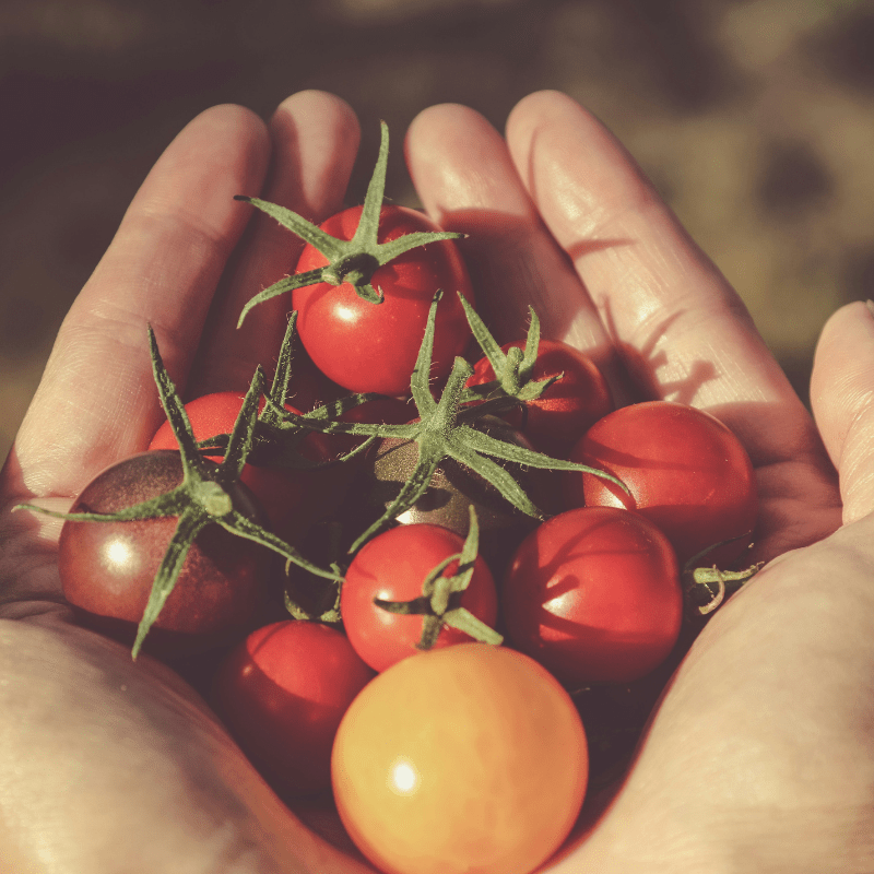 Blight-Resistant Tomato Seeds
