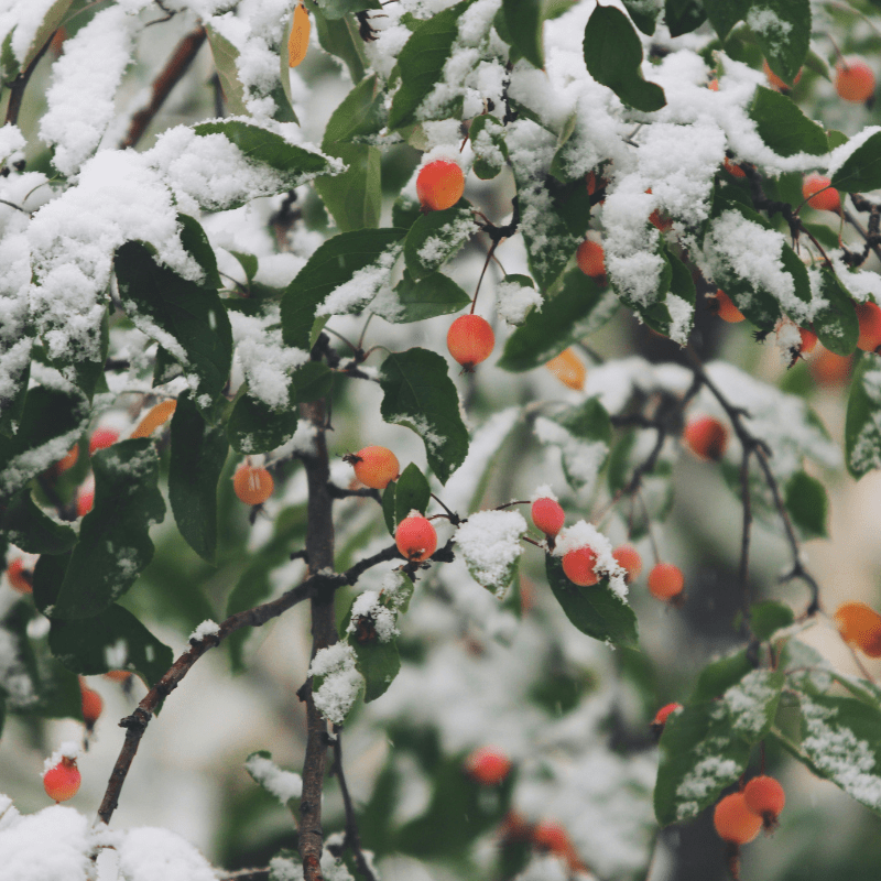 Vegetables to Sow in January