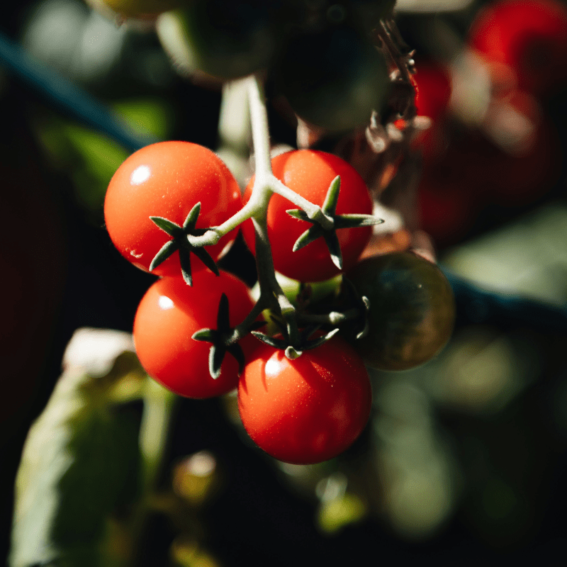 Blight-Resistant Tomato Plants
