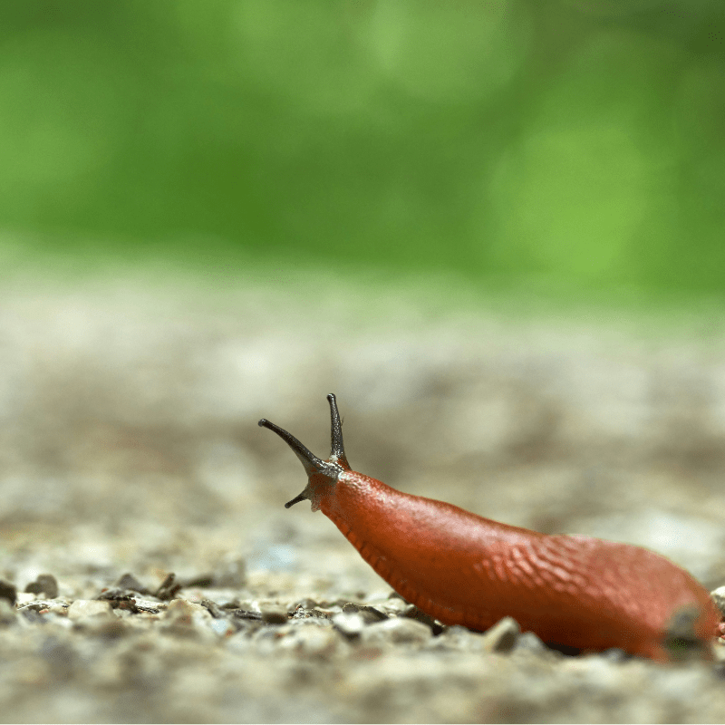 Slug and Snail Control