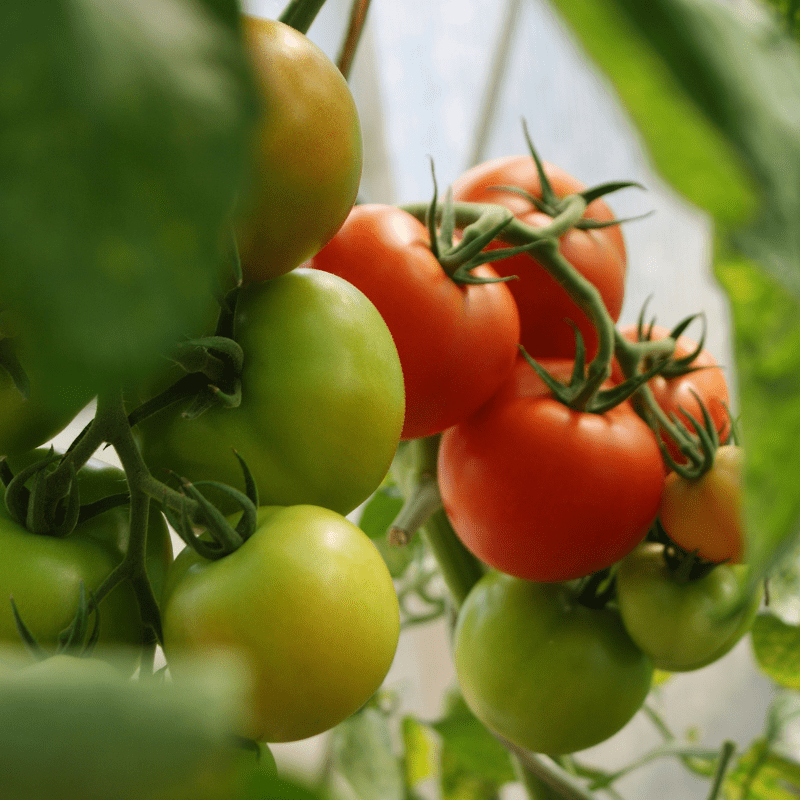 Indoor/Greenhouse Tomato Plants
