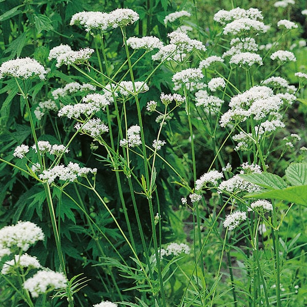 dt-brown FLOWER PLANTS 5 young plants Valerian Plants