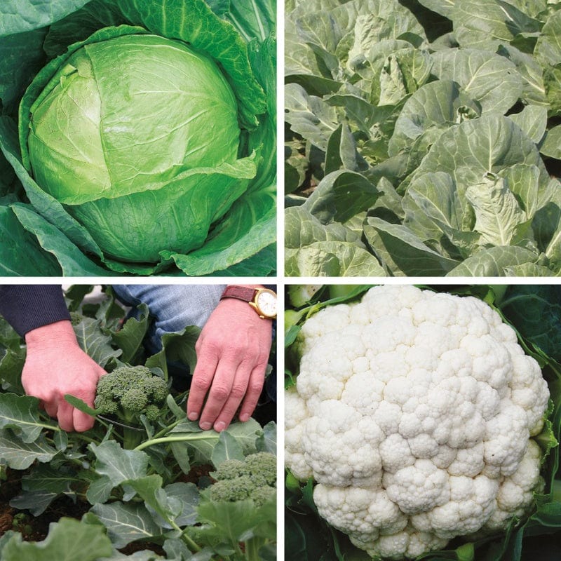dt-brown VEGETABLE PLANTS Extra Early Brassica Veg Plant Collection