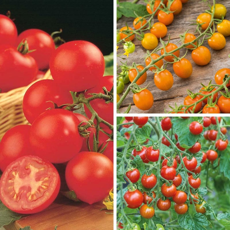 dt-brown VEGETABLE PLANTS 3 x 9cm Potted Plants (LATE) Tomato Indoor Plant Collection