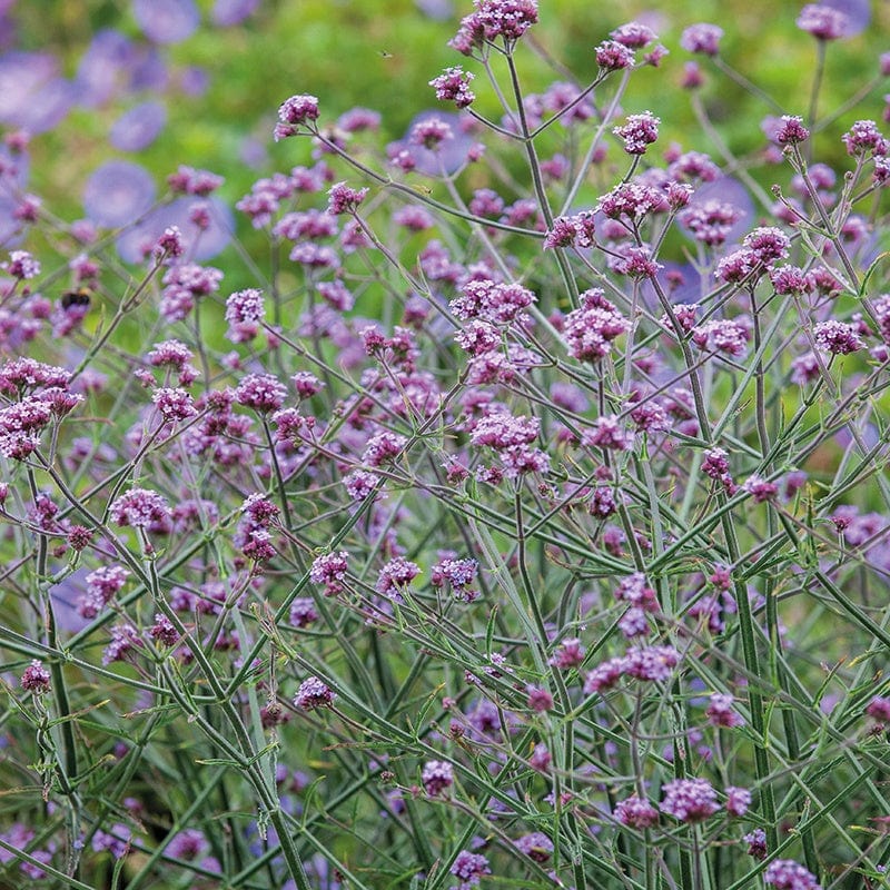 dt-brown FLOWER PLANTS Verbena bonariensis Flower Plants