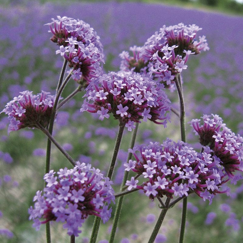 DT Brown FLOWER PLANTS Verbena Bonariensis Plug Plants